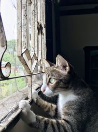 Portrait of cat on window at home