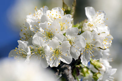 Close-up of white flowering plant