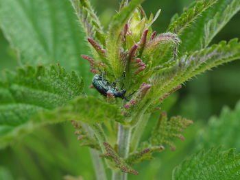 Close-up of insect on plant