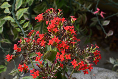 Close-up of red flowering plant