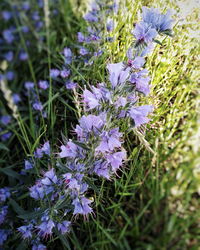 Purple flowers blooming in spring