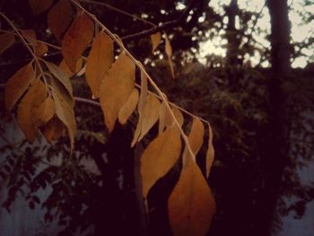 tree