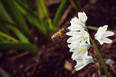 Close-up of white flowering plant