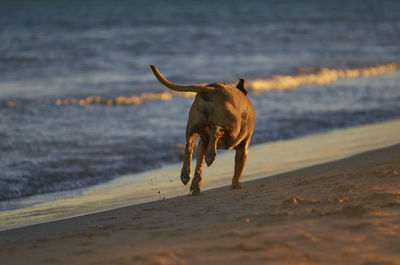 Dog running on beach