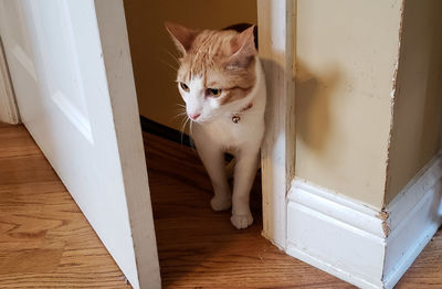 Cute curious tomcat sneaks into house from basement to explore.