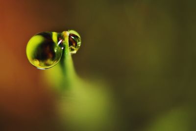 Close-up of green plant