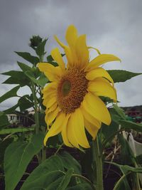 Close-up of sunflower