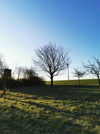 Bare tree on field against clear sky