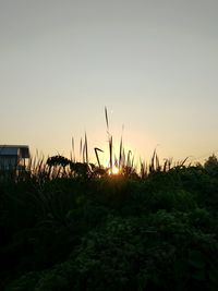 Plants growing on field against sky during sunset