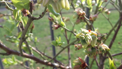 Close-up of flowers on branch