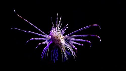 Close-up of purple flower against black background