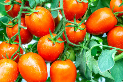 Close-up of tomatoes