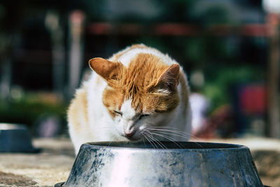 Close-up of a cat drinking water