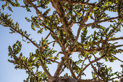 Low angle view of tree against clear sky