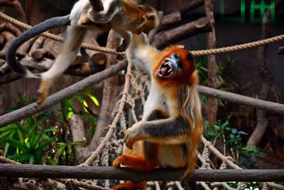 Monkey sitting on branch