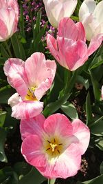 Close-up of pink flower