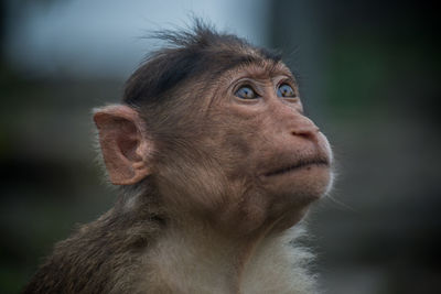 Close-up of gorilla looking away