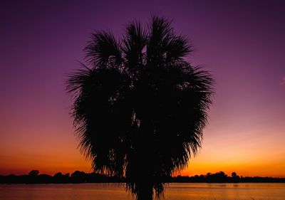 Silhouette palm tree against sky during sunset