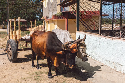 Cows in ranch