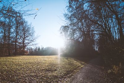 Bare trees on field against sky