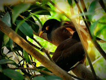 Bird perching on tree trunk