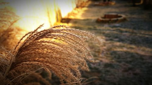 Close-up of grass against sky during sunset