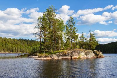 Trees on rock formation in stora gla at glaskogens naturreservat