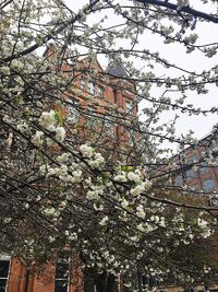 Low angle view of cherry tree by building