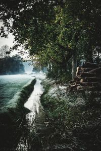 Trees growing by river in forest against sky