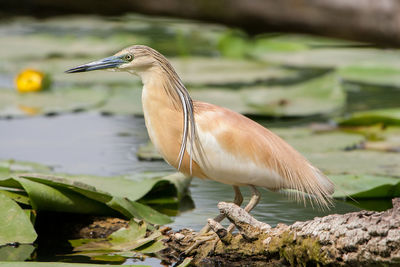 Close-up of a bird