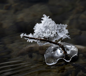 Close-up of frozen plant during winter