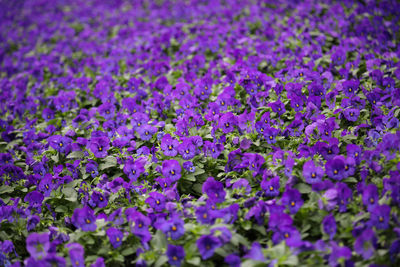 Close-up of purple flowers blooming outdoors