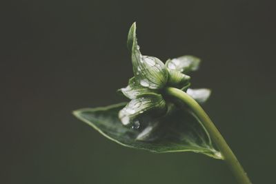 Close-up of leaf over black background