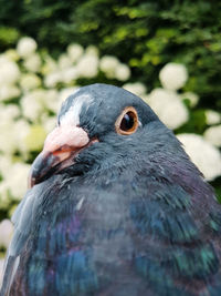 Close-up of pigeon