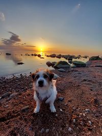 Dog running on beach against sky during sunset