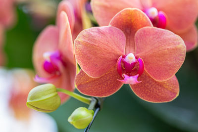 Close-up of pink flowering plant