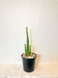 Close-up of potted plant against wall