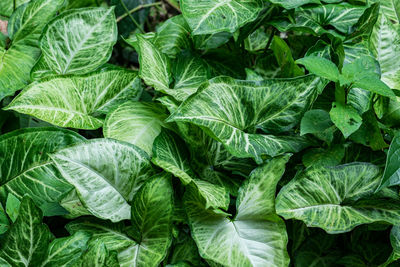 Full frame shot of green leaves