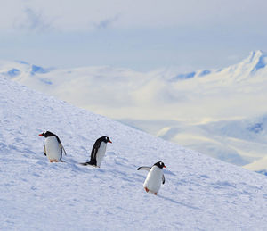 Penguin on snow