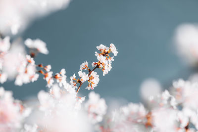 Close-up of white cherry blossom