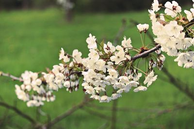 Close-up of white flowers