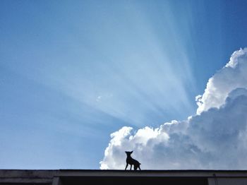 Low angle view of silhouette bird on roof against sky