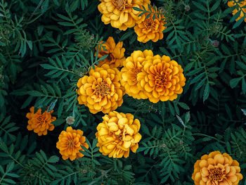 Close-up of yellow flowering plants