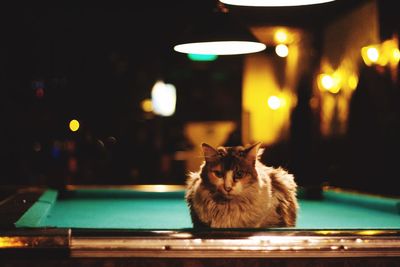 Cat sitting on table