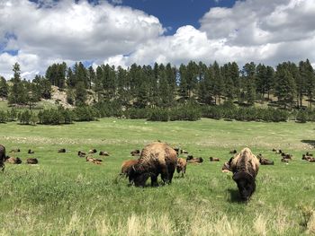 Herd of bison in field