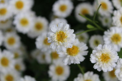 Close-up of white daisy flowers