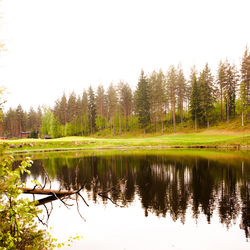 Reflection of trees in calm lake