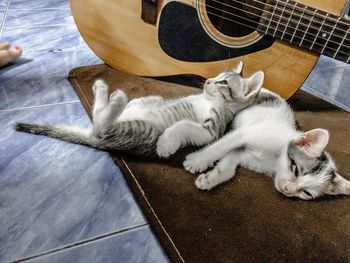 High angle view of cat sleeping on floor