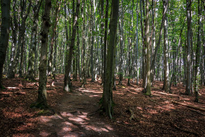 Trees growing in forest