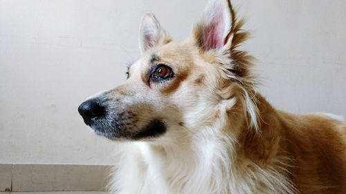 Close-up of dog looking away at home